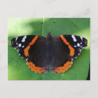 Fotografia da Natureza para Amantes de Jardins e I