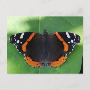 Cartão Postal Fotografia da Natureza para Amantes de Jardins e I