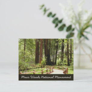 Cartão Postal Fotografia da Natureza Trilha I de Muir Woods