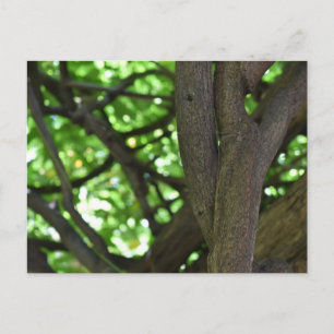 Cartão Postal Fotografia da natureza verde Wisteria Pergola Tree