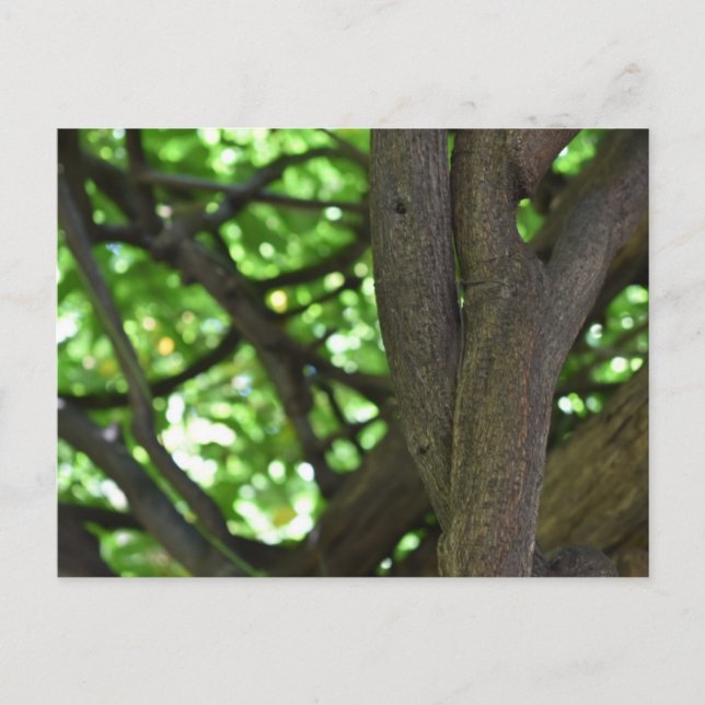 Cartão Postal Fotografia da natureza verde Wisteria Pergola Tree (Frente)