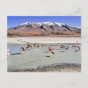 Cartão Postal fotografia da paisagem da Bolívia com flamingos