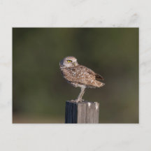 Fotografia da Parelha de Coruja-buraqueira da Flór