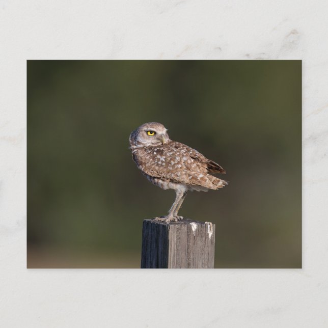 Cartão Postal Fotografia da Parelha de Coruja-buraqueira da Flór (Frente)