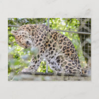 Fotografia da selva do Leopardo da Vida Selvagem