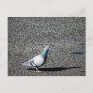 Cartão Postal Fotografia da Vida Selvagem Australiana de Sydney 