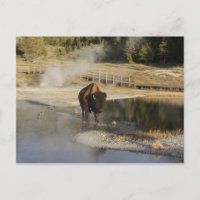 Fotografia da vida selvagem Bison Yellowstone