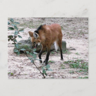 Cartão Postal Fotografia da Vida Selvagem do Lobo-de-Crina