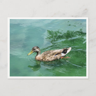Cartão Postal Fotografia da Vida Selvagem do Pato no Lago