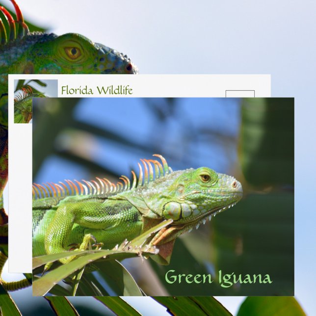 Cartão Postal Fotografia da Vida Selvagem do Réptil Iguana Verde (Criador carregado)
