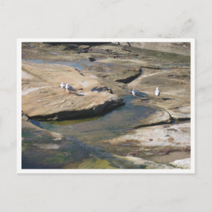 Cartão Postal Fotografia da Vida Selvagem Seagull