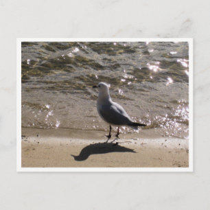 Cartão Postal Fotografia da Vida Selvagem Seagull