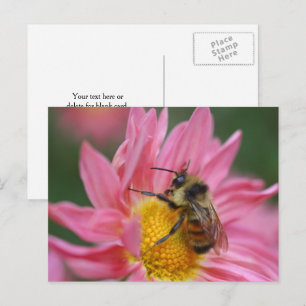 Cartão Postal Fotografia de Abelha em Flor de Margarida Rosa