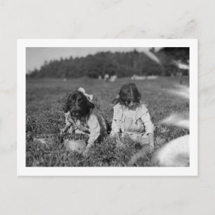 Cartão Postal Fotografia de Airelas Jovens Escolhendo Airelas