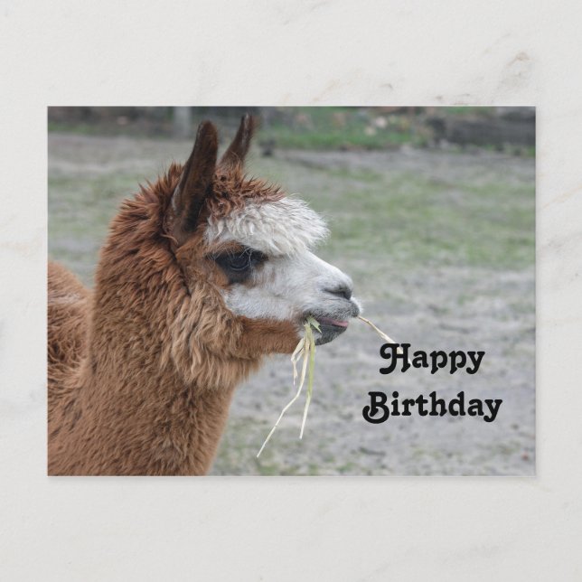 Cartão Postal Fotografia de aniversário de Alpaca comendo feno (Frente)