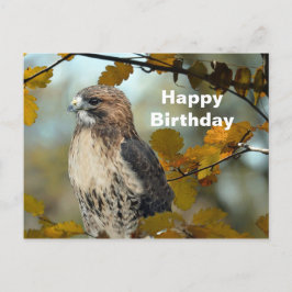 Cartão Postal Fotografia de aniversário de Falcão de Cauda Verme