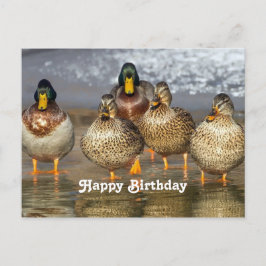 Cartão Postal Fotografia de Aniversário de Patos-Reais Selvagens