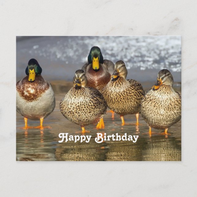 Cartão Postal Fotografia de Aniversário de Patos Selvagens (Frente)