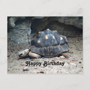 Cartão Postal Fotografia de Aniversário de Tartaruga Répteis da 