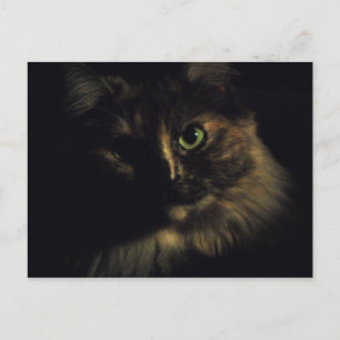 Cartão Postal Fotografia de Arte de Gata Sombra Olhos Verdes Kit