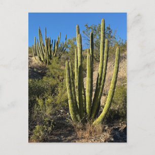 Cartão Postal Fotografia de Arte Fino de Cacto de Órgão