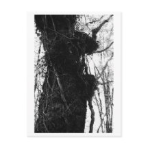 Fotografia de Árvore - Moriko