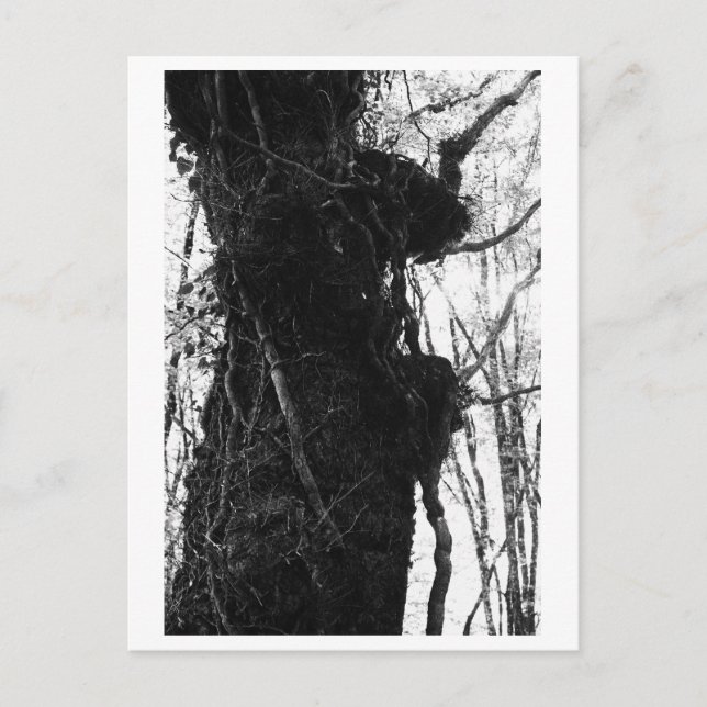 Cartão Postal Fotografia de Árvore - Moriko (Frente)