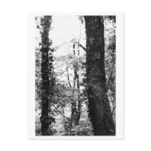 Fotografia de Árvore - Nikki