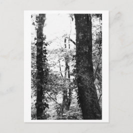 Cartão Postal Fotografia de Árvore - Nikki