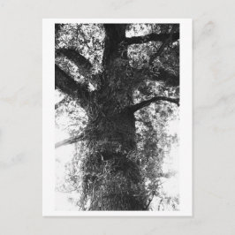 Cartão Postal Fotografia de Árvore - Treow