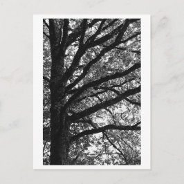 Cartão Postal Fotografia de Árvore -Xylia
