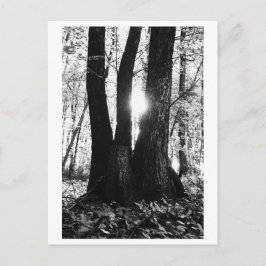 Cartão Postal Fotografia de árvores - Oriana