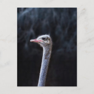 Cartão Postal Fotografia de Avestruz