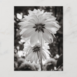 Cartão Postal Fotografia de Belas-Artes de Dahlias Pretas e Bran