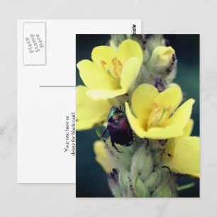 Cartão Postal Fotografia de Besouro em Flor de Verbasco 