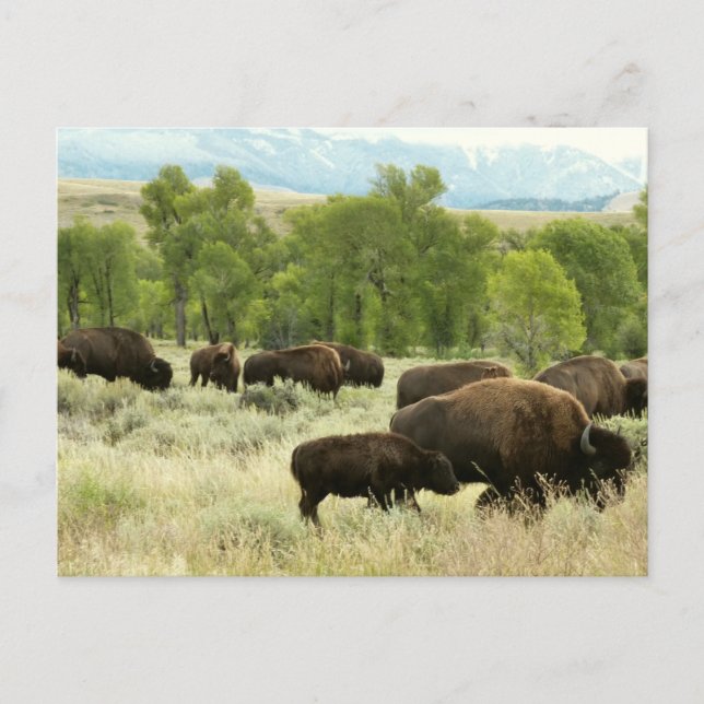 Cartão Postal Fotografia de Bisão da Natureza de Wyoming (Frente)