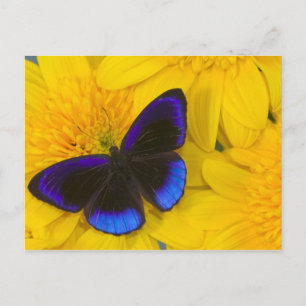 Cartão Postal Fotografia de Borboleta