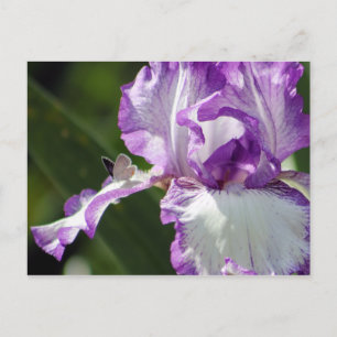 Cartão Postal Fotografia de Borboleta Iris Bonita
