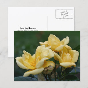 Cartão Postal Fotografia de Botões de Rosa Amarela Flor 