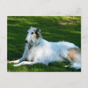 Cartão Postal Fotografia de cão "Borzoi" em postal