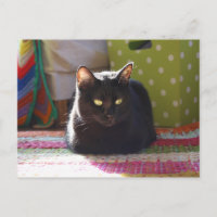 Fotografia de Cat "Conforto de Algodão"