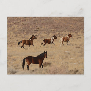 Cartão Postal Fotografia de cavalos selvagens em Nevada