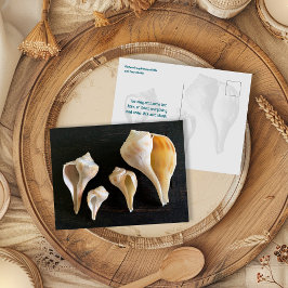 Cartão Postal Fotografia de Comparação de Conchas de Caramujo