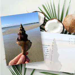 Cartão Postal Fotografia de Conchas Marinhas Concha Caballo Salv