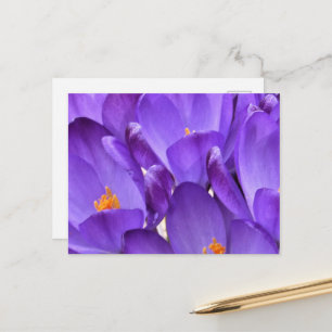 Cartão Postal Fotografia de Crocus de Primavera