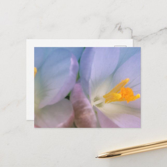 Cartão Postal Fotografia de Crocus de Primavera (Frente/Verso In Situ)