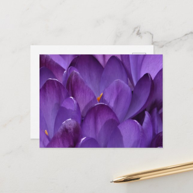 Cartão Postal Fotografia de Crocus de Primavera (Frente/Verso In Situ)