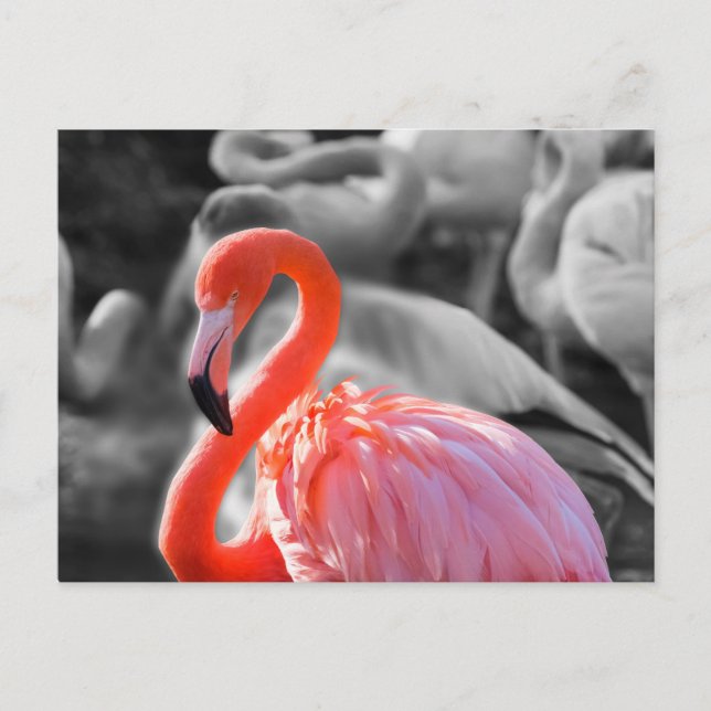 Cartão Postal Fotografia de Flamingo Bird (Frente)