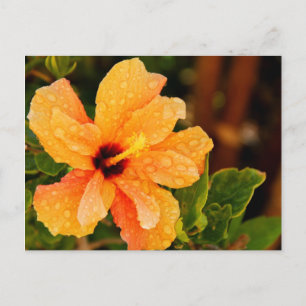 Cartão Postal Fotografia de Flor de Hibisco