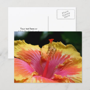 Cartão Postal Fotografia de Flor de Hibisco Amarelo 